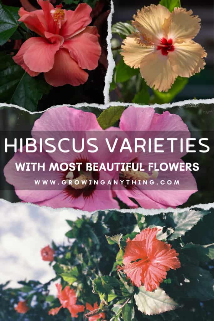 Hibiscus Varieties