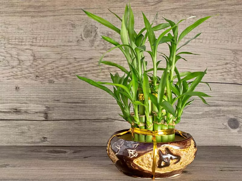 How To Grow Bamboo