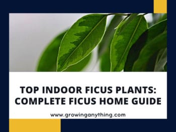 Indoor Ficus Plants
