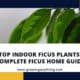 Indoor Ficus Plants