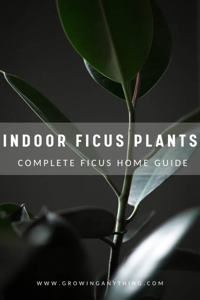 Indoor Ficus Plants