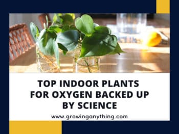 Indoor Plants For Oxygen