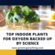 Indoor Plants For Oxygen