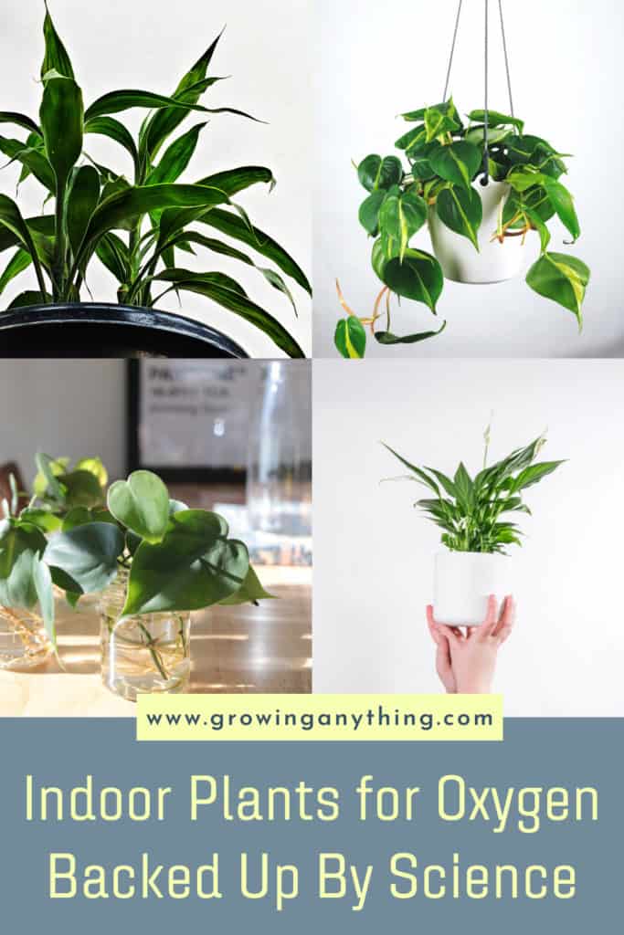 Indoor Plants for Oxygen