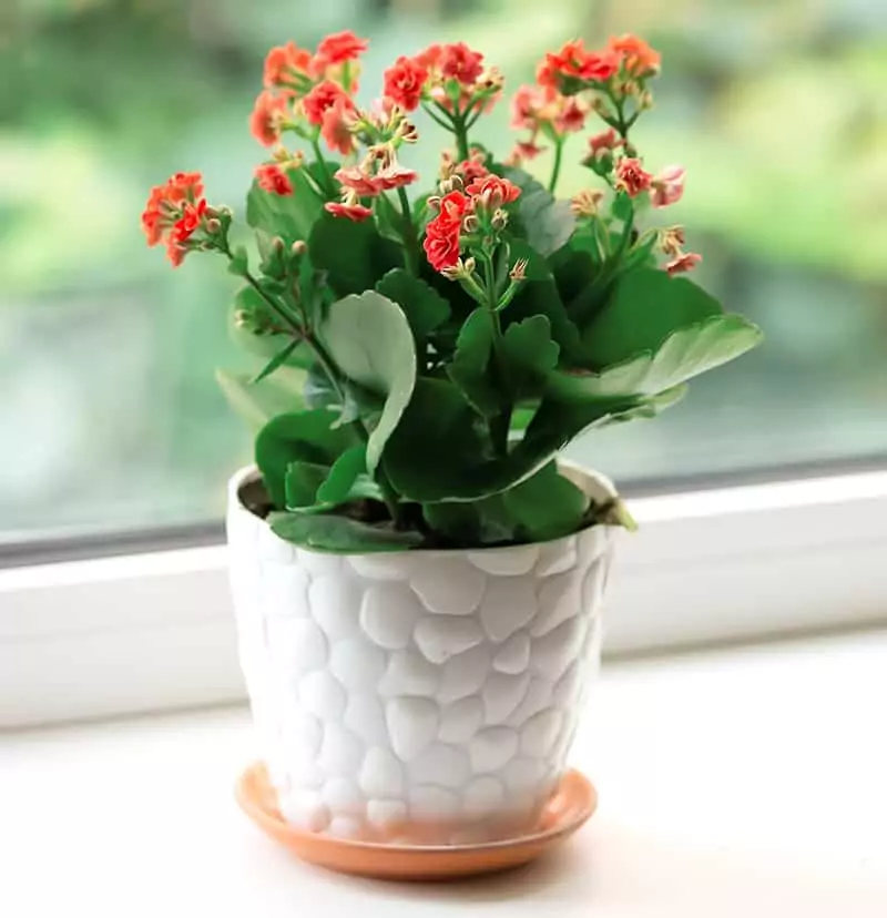 Kalanchoe House