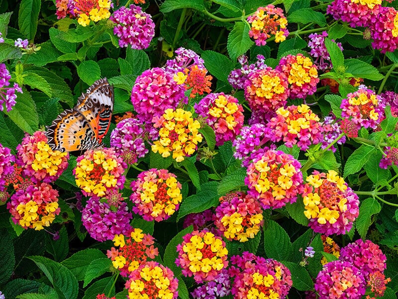 Lantana Camara