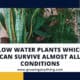 Low Water Plants