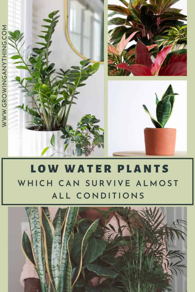 Low Water Plants