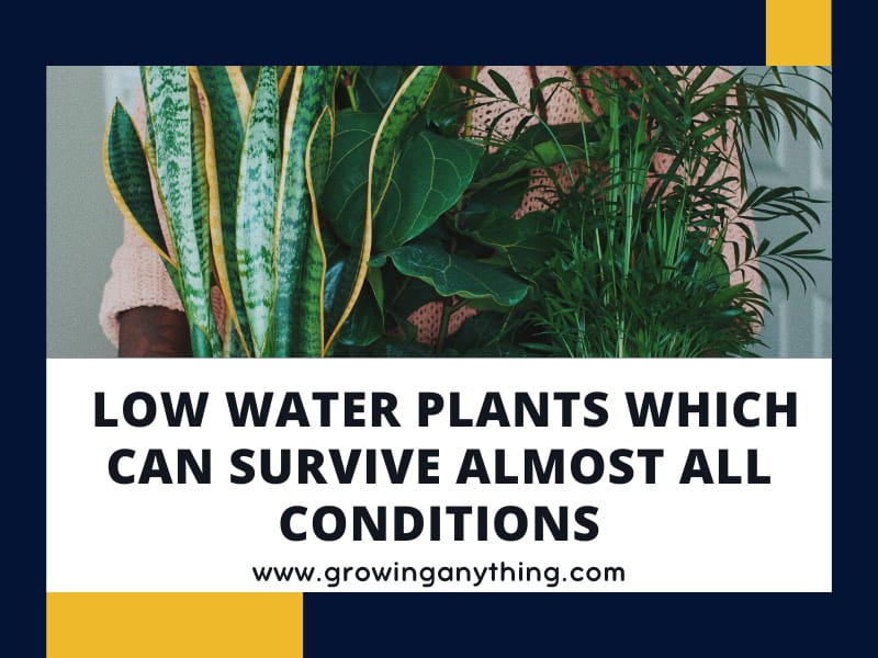 40 Low Water Plants Which Can Survive Almost All Conditions