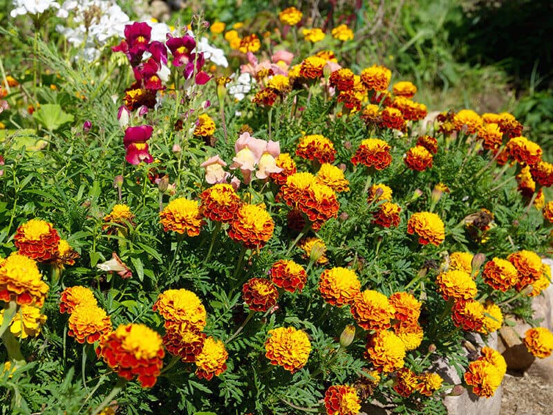 Marigold Flowers