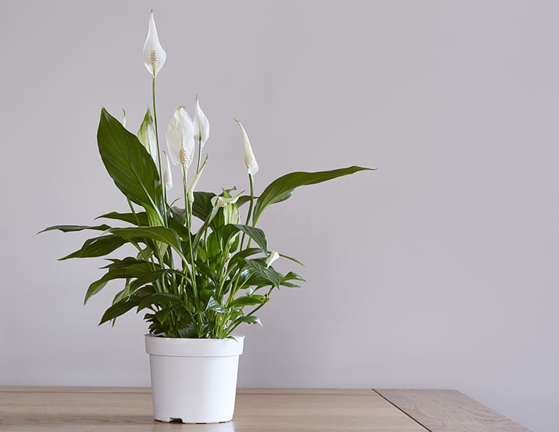 Peace Lily House