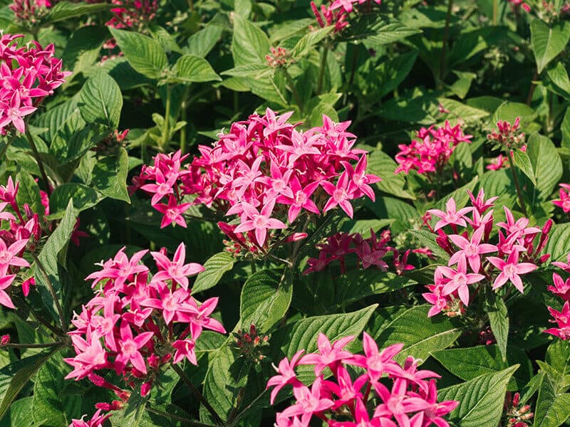 Pentas Lanceolata