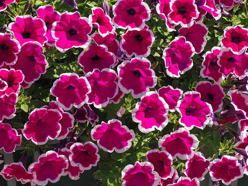 Petunia Atkinsiana