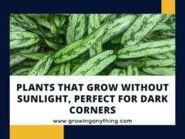 Plants That Grow Without Sunlight