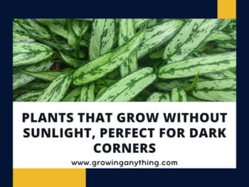 Plants That Grow Without Sunlight