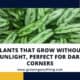 Plants That Grow Without Sunlight