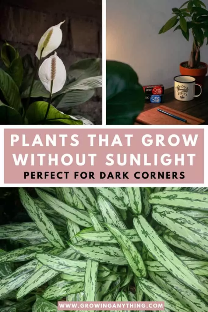 Plants That Grow Without Sunlight