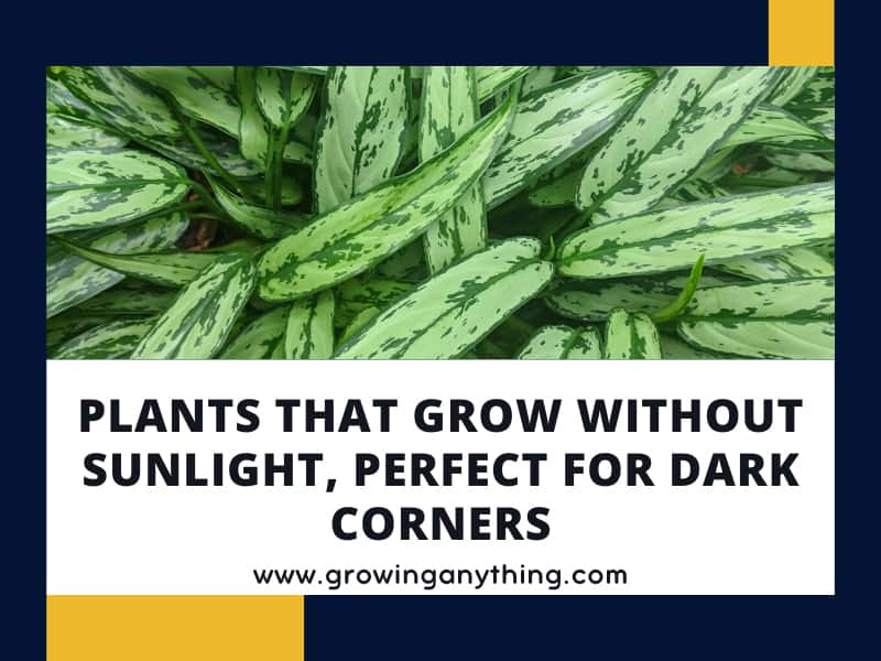 21 Plants That Grow Without Sunlight, Perfect For Dark Corners