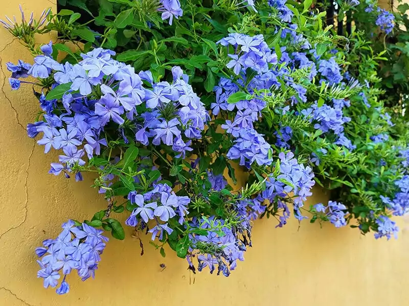 Plumbago Auriculata