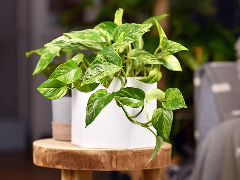 Pothos Plant