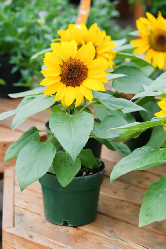 Sunflowers Dwarf