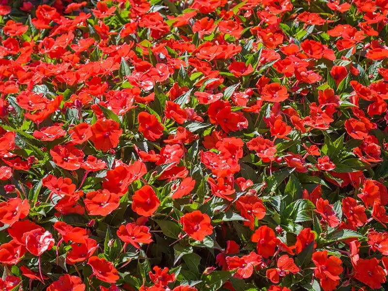 Sunpatiens Flowers