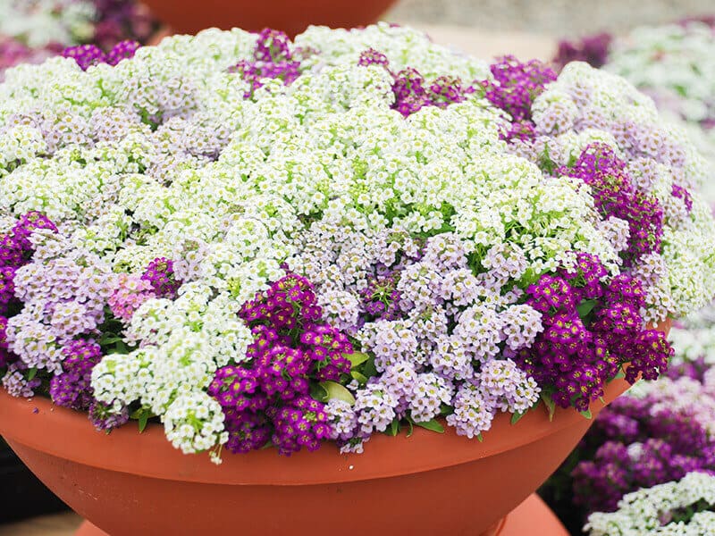 Sweet Alyssum