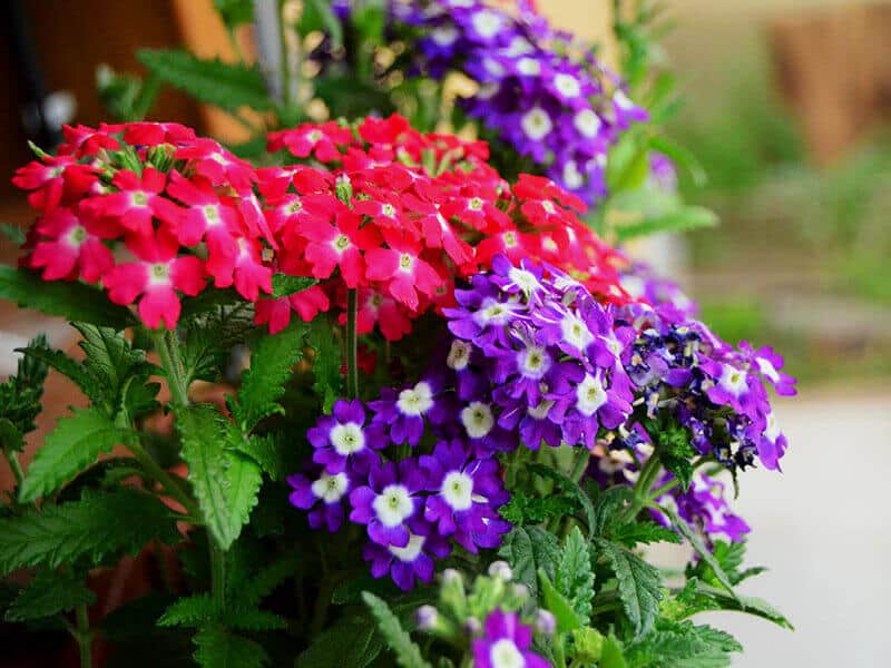 Verbena Flowers