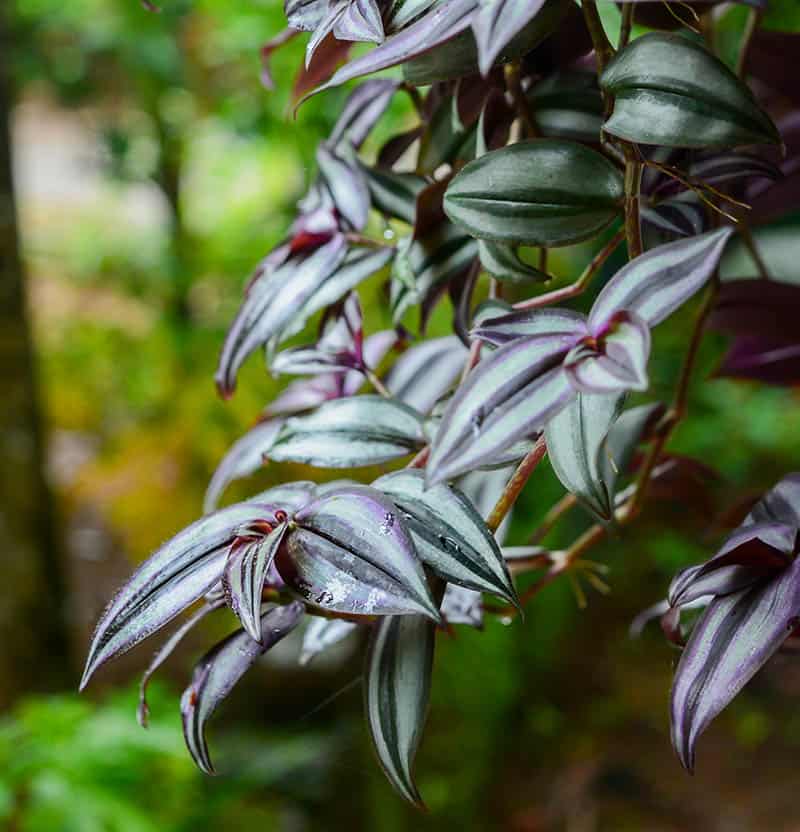 Wandering Jew