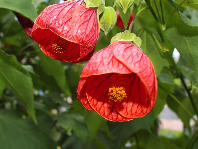 Abutilon Hybridum