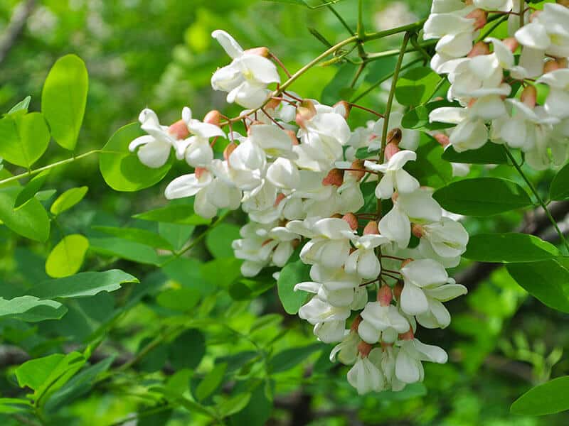 Acacia Tree