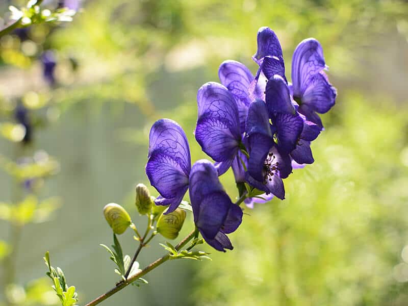 Aconitum Napellus