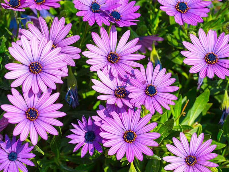 African Daisy