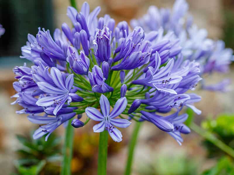 Agapanthus Blooming