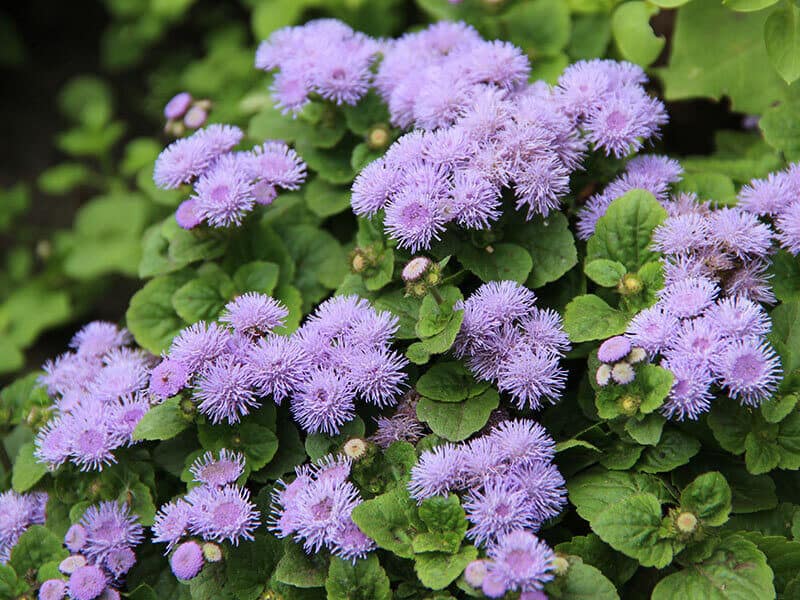 Ageratum Houstonianum