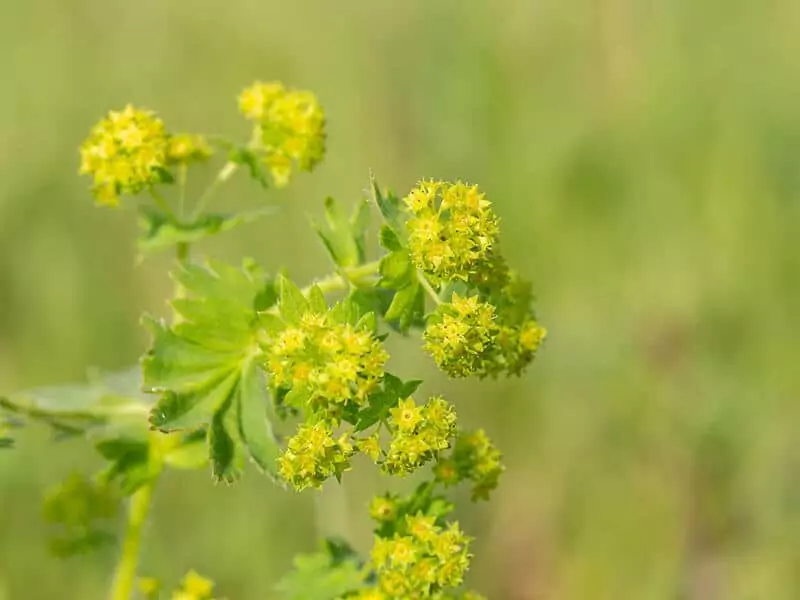 Alchemilla Ladys