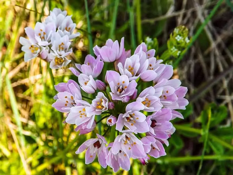 Allium Roseum