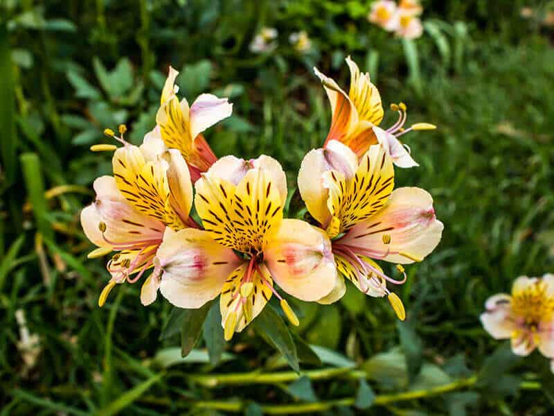 Alstroemeria Lilies