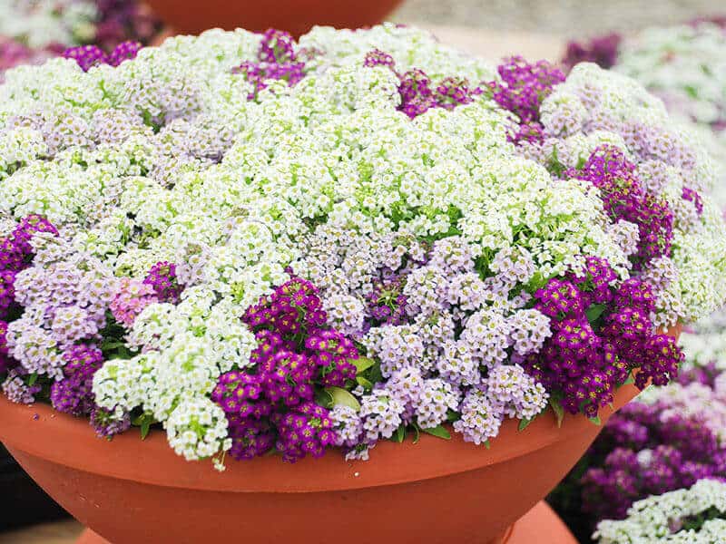 Alyssum Flowers