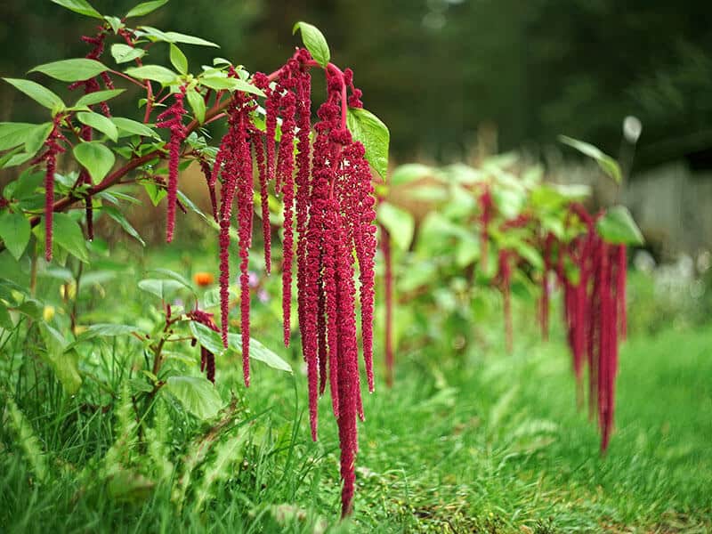 Amaranthus Caudatus