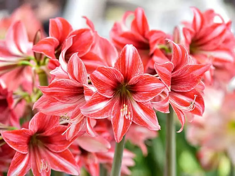 Amaryllis Flowers