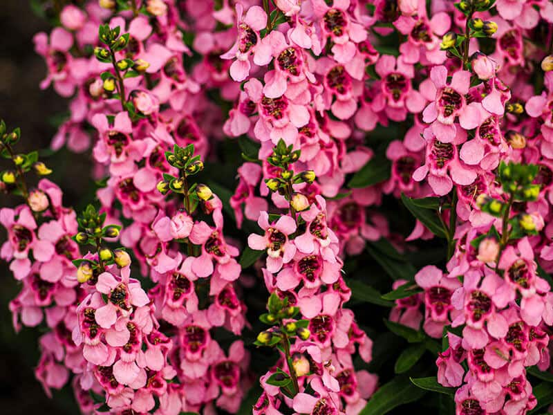 Angelonia Serena