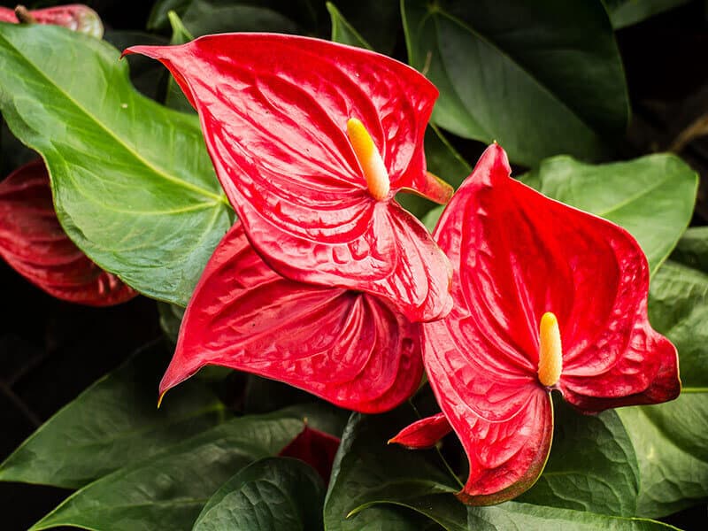 Anthurium Red