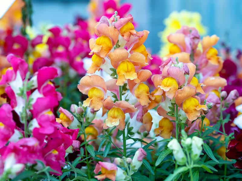 Antirrhinum Majus