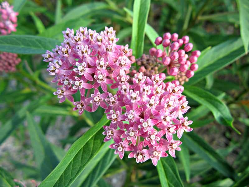 Asclepias Syriaca