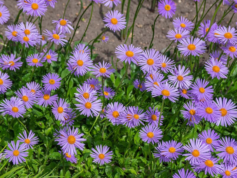 Aster Alpinus