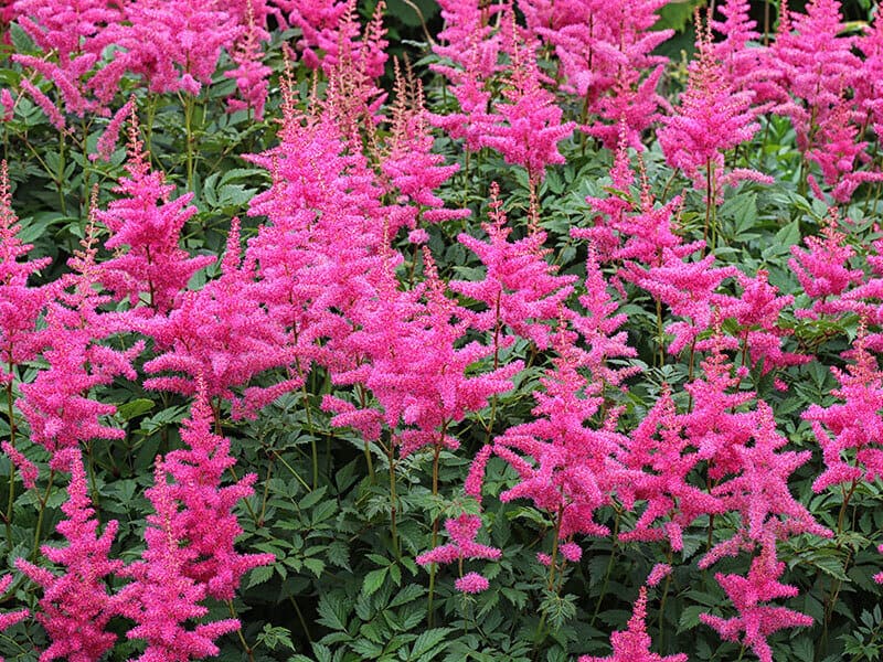 Astilbe Flower