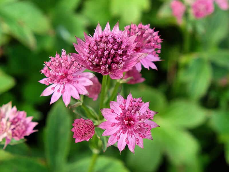 Astrantia Roma