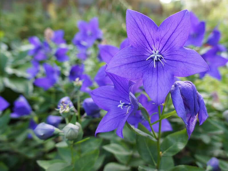 Balloon Flower