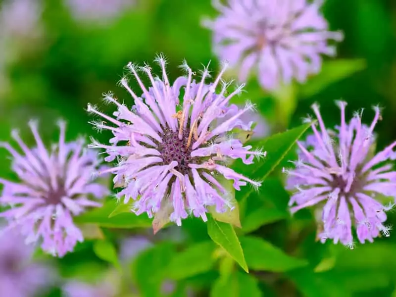 Bee Balm Flower